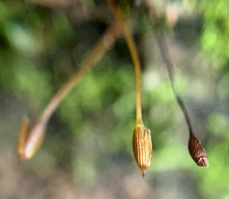Tetrodontium ovatum